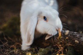 华体会官网-橄榄球世界杯上的终场笛声与迈阿密街道的引擎轰鸣，两种逆转，一种精神